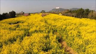 2014菜の花まつり　3月16日