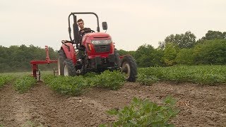 A földimogyoró termesztése Zákányszéken