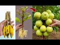 The Simplest Way To Propagating Guava Tree in Ripe Bananas Fruit | Grafting Guava Tree