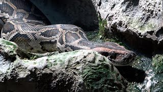 ＜みんなの人気者！ご当地アニマル＞ビルマニシキヘビ　札幌市円山動物園