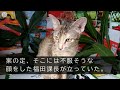 【感動する話】新部長就任当日に人事異動した俺。入室すると俺の席が倉庫に運び出されていた。年下課長「新部長に低学歴社員をお見せするわけにいかない！今日を持ってお前は解雇w」→直後、美人秘書が現れ