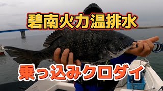 【衣浦湾】碧南火力温排水❗大型クロダイ乗っ込み開始❗❗