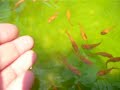 なっこい朱強楊貴妃メダカついてくる赤めだか　killifish