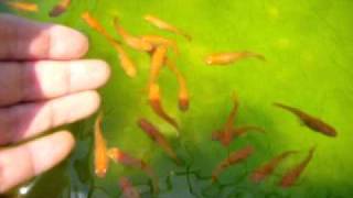 なっこい朱強楊貴妃メダカついてくる赤めだか　killifish