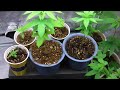 mg420 week 5 flower og kush another hydro dwc veg plants and clonez 1080p