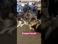 #dogs #doglover #shortvideo #shorts