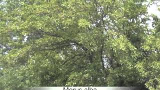 Morus alba White Mulberry tree