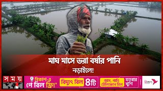 বুক সমান পানিতে কৃষক ডুবছে নড়াইলে | Waterlogging | Agricultural Land | Farmers Family | Narail News