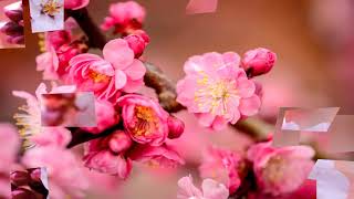 Plum flowers (HD1080p)