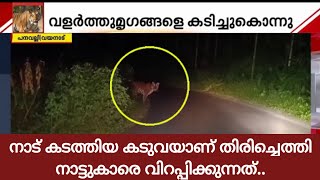 ബൈക്കിന് മുന്നിലേക്ക് ചാടിവീഴും; നാട്ടിൽ വിലസി കടുവ, പേടിച്ചരണ്ട് പനവല്ലിയിലെ ജനജീവിതം | Wild Animal