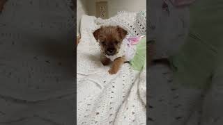 Beautiful teacup female Shorkie Puppy