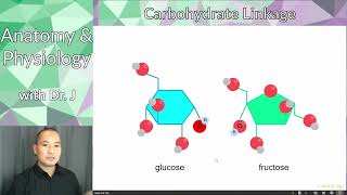 A\u0026P 1 (PHYL 141) | Chemistry for A\u0026P | Carbohydrates Overview