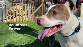 Consider helping older dogs at a local shelter