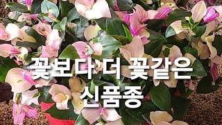 카멜레온달개비로 수경재배 자태작열 득댐 2월신품종