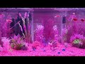 10 hours 4k pink fish tank no music just the bubbles .