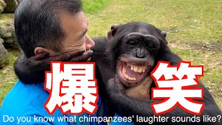 チンパンジーのプリンちゃん【爆笑イチャイチャ動画】パン君の娘Do you know what chimpanzees' laughter sounds like?モンキーふーちゃん阿蘇波野道の駅そば畑