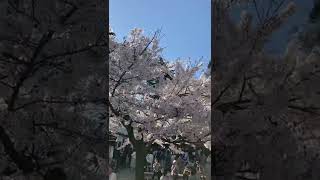 桜スポット　鶴ヶ城　2022年4月17日