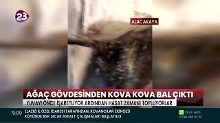 ELAZIĞ’IN ALACAKAYA İLÇESİNDE BİR AĞACIN GÖVDESİNİ AÇAN KÖYLÜLER, KOVA KOVA BALLA KARŞILAŞTI