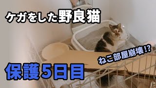 ケガした野良猫を保護した【5】～猫部屋の崩壊、ご機嫌とりにシーバあげたら大変なことになったw～