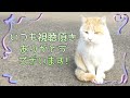 別ボス黒猫と居候茶トラが出会う時★飼い猫・保護猫サビ猫・こねこ・多頭・野良猫・はちわれ