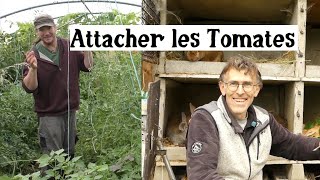 Potager : Attacher les tomates