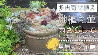 【多肉寄せ植え】雨ざらしだって大丈夫⁉️ 耐えた苗に後押しされて、多肉苗大量投入😅