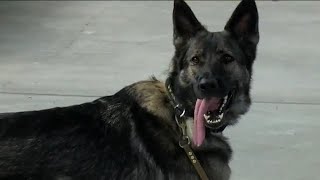 Naples school presents extra protection with active shooter dog