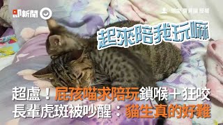 超盧！屁孩喵求陪玩鎖喉＋狂咬 長輩虎斑被吵醒：貓生真的好難│寵物│貓咪