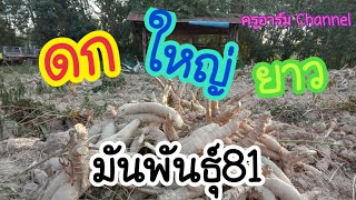 มันพันธุ์81 ดกยาวใหญ่ #ทำอย่างไรมาดูกัน