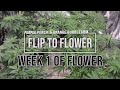 Purple Punch Cannabis  & Orange Bubblegum (Week 1 of Flower)