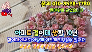 [판매완료]#환희다육(010-3528-7760) #베란다걸이대 다육생활 10년되신 고수님 #방울복랑금을 잡으세요 #다육홀릭 #Succulentplant #多肉植物