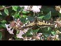 close ups of a swallowtail butterfly papilio machaon in slow motion half speed