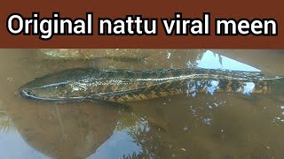 Original nattu viral meen