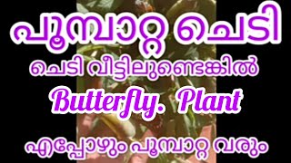 പൂമ്പാറ്റ ചെടി  butterfly. plant