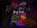 REEF TANK🪸//AQUAVIBEZ🌊//AQUARIUM🐠 #trending #shorts #youtubeshorts #ytshort #reeftank #aquavibez