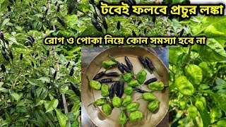 একটু ভালগাছ তৈরি করুন প্রচুর ফলবে লঙ্কা। যত্ন করুন শুরুতেই, পাতা থাকবে ফ্রেশ, Green friends