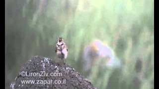 Calandra Lark singing (עפרוני ענק)