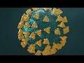 Here's how the coronavirus infects and spreads in your body's cells