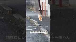 白血病猫エイズでも今、元気に過ごしてます。#保護猫 #shorts