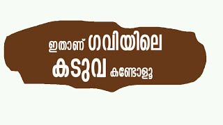 Gavi Tiger - ഗവിയിലെ കടുവയെ കണ്ടിട്ടുണ്ടോ ? ഇതാണ് ആ കാഴ്ച.