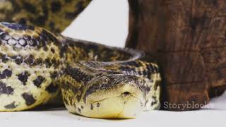 The World's STRONGEST Snakes: Meet The Mighty Green Anaconda! #anaconda