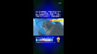 おたる水族館の“天使すぎるアザラシ”ミゾレが死ぬ　去年11月に大阪から繁殖のために小樽へ、４月に３歳になったばかり　死因は調査中 #Shorts