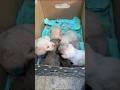 Saved Newborn Puppies Were Put In Cardboard Box Dumped At Roadside