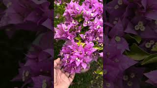 Grafted bougainvillea on sale