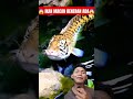 IKAN MACAN SESUNGGUHNYA⁉️😱💀✨️ #aquarium #fish #animals #nature