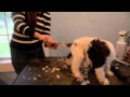 LAGOTTO PUPPIES (SHORT VERSION)