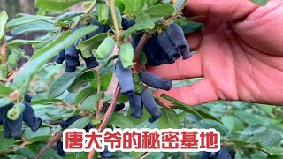 20230702-唐大爷家后花园好东西真多，林场的宝藏大爷果然名不虚传