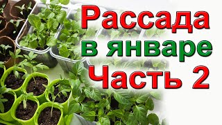 Рассада в январе. Часть 2