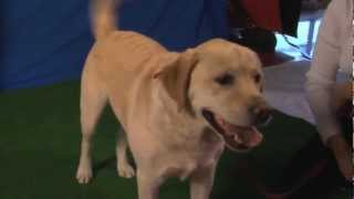 Beautiful Lab Scout shows off his smiling face and star quality for Talent Hounds