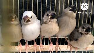 【今日から雛たちだけで過ごします】文鳥garden 2022.7.21